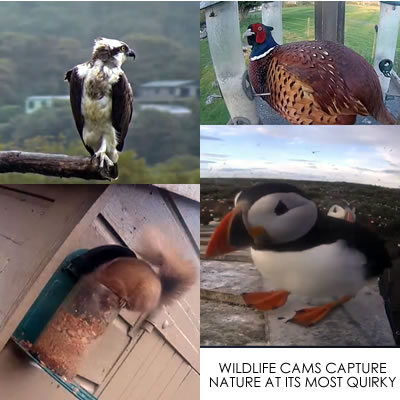 Montage of Wild Life Photographs